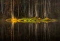 Water reflections of autumn birch