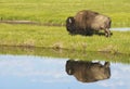 Water reflections of a Bison in early morning light. Royalty Free Stock Photo