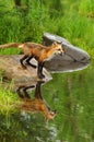 Water reflections of a red fox. Royalty Free Stock Photo