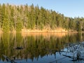 Water reflections of trees, early spring landscape, with reflection on mirror water Royalty Free Stock Photo