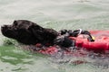 Water rescue dog