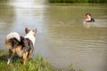 Water rescue dog trainee and learning, woman into a river need h Royalty Free Stock Photo