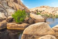 Water reservoir above the Barker Dam, Joshua tree National Park, California Royalty Free Stock Photo