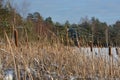 Water reservoirs and reeds, winter time at the lake