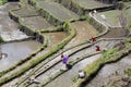 Water and rice terrases Royalty Free Stock Photo