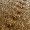 Water Ripple Background Royalty Free Stock Photo