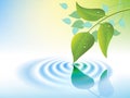 Water ripple and leaf Royalty Free Stock Photo