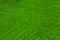 Water ripple texture background. Wavy water surface. Reflections from the green coastal vegetation reflected in the water Royalty Free Stock Photo