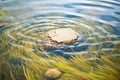 water ripples around a rock in a marsh Royalty Free Stock Photo