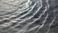 Water Ripples on Dark Stone Surface Glistening Light Patterns Abstract Texture Reflection Royalty Free Stock Photo
