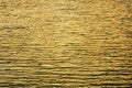 Water ripples in the lake in the evening with gold sunrays reflections ,nature background Royalty Free Stock Photo