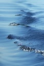 Water ripples on a lake Royalty Free Stock Photo