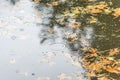 Water ripples and raindrops on lake surface in fall Royalty Free Stock Photo