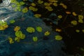 Water ripples and waves with water lilies Royalty Free Stock Photo