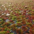 In the water in the river appear the green and red wild flowers Royalty Free Stock Photo