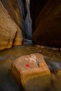 Water Rushes Around Rock and Leaf