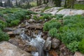 Water Rushes Around Rocks and Downed Tree