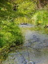 water rushing around a medium gray rock as it flows to the other side Royalty Free Stock Photo