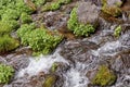 Water rushing from Mount Shasta mountain over mossy rocks and plants