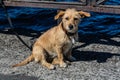 Sad dog on a leash, waiting for its owner Royalty Free Stock Photo