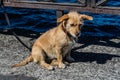 Sad dog on a leash, waiting for its owner Royalty Free Stock Photo