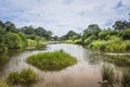 Water in safari in kruger national park south africa