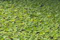 Water salad on a pond, applicable as a background pattern Royalty Free Stock Photo