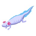 Water salamander icon, isometric style Royalty Free Stock Photo