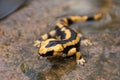 water salamander Royalty Free Stock Photo