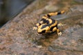 water salamander