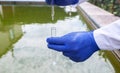 Water sample. Bacterial control of pool water. Checking the amount of algae, harmful substances and chemicals. Laboratory study of