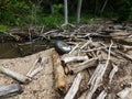 Water and sand and rocks and logs with a discarded tire