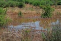 WATER SATURATED GRASSLAND AFTER HEAVY RAINS Royalty Free Stock Photo