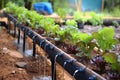 water-saving concept: a diy drip irrigation system in action Royalty Free Stock Photo