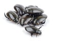 Water scarvenger beetle. (Hydrous cavistanum Bedel.)