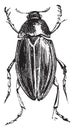 Water Scavenger Beetle or Hydrophilus spp