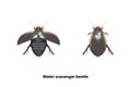 Water scavenger beetle vector Spread wings and Normal wings