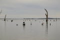 Water scene with pelicans and dead tree stumps. Kow Swamp Victoria Australia Royalty Free Stock Photo