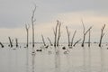 Water scene with pelicans and dead tree stumps. Kow Swamp, Victoria Australia Royalty Free Stock Photo