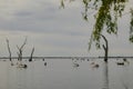 Water scene with pelicans and dead tree stumps. Kow Swamp, Victoria Australia Royalty Free Stock Photo