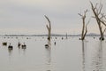 Water scene with pelicans and dead tree stumps. Kow Swamp, Victoria Australia Royalty Free Stock Photo