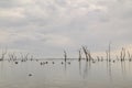 Water scene with pelicans and dead tree stumps. Kow Swamp, Victoria Australia Royalty Free Stock Photo