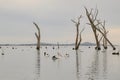 Water scene with pelicans and dead tree stumps. Kow Swamp, Victoria Australia Royalty Free Stock Photo