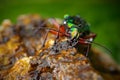 Water scene with shiny Golden ground beetle. Bright green insect in the nature habitat, Krkonose, Czech republic. Golden ground be Royalty Free Stock Photo