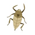 Water scorpion, cute funny insect. Needle bug, aqua beetle top view. Happy smiling aquatic nepidae character. Childish