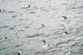 Water sea background with a large group flock of seagulls flying Royalty Free Stock Photo