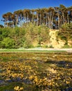 Water with seaweed and Baltic Sea cliff view with trees