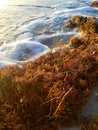 Water and seaweed