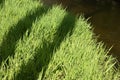 Water sedge grass Carex flava aquatilis near the river in Belarus