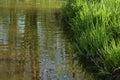 Water sedge grass Carex flava aquatilis near the river in Belarus